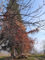 albero