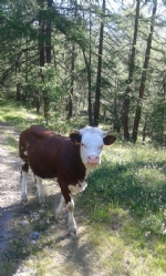 mucca